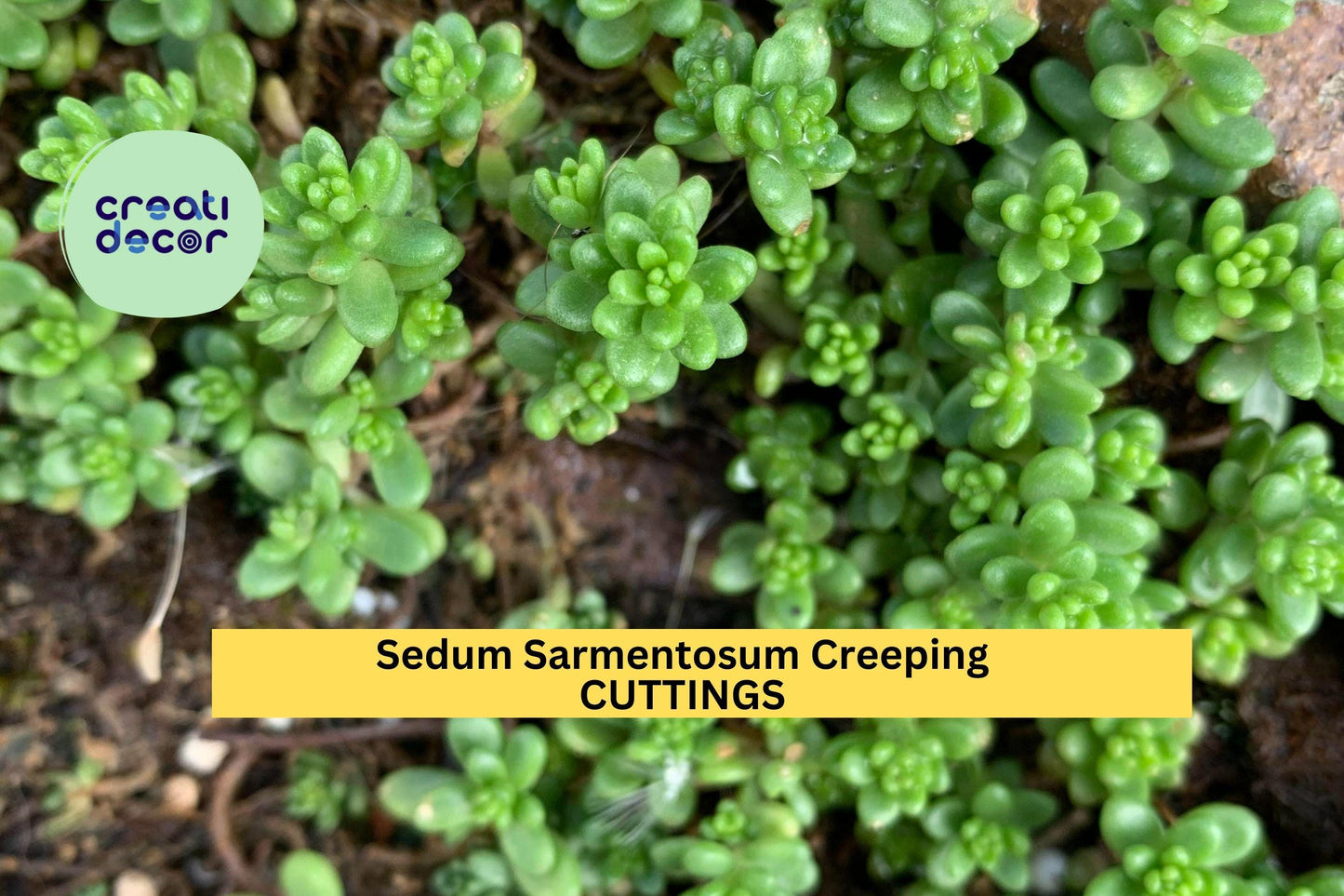 60 Sedum Sarmentosum Cuttings | Creeping Ground Cover Starter | Fast Growing Perennial Succulent | Live Fresh Cuttings