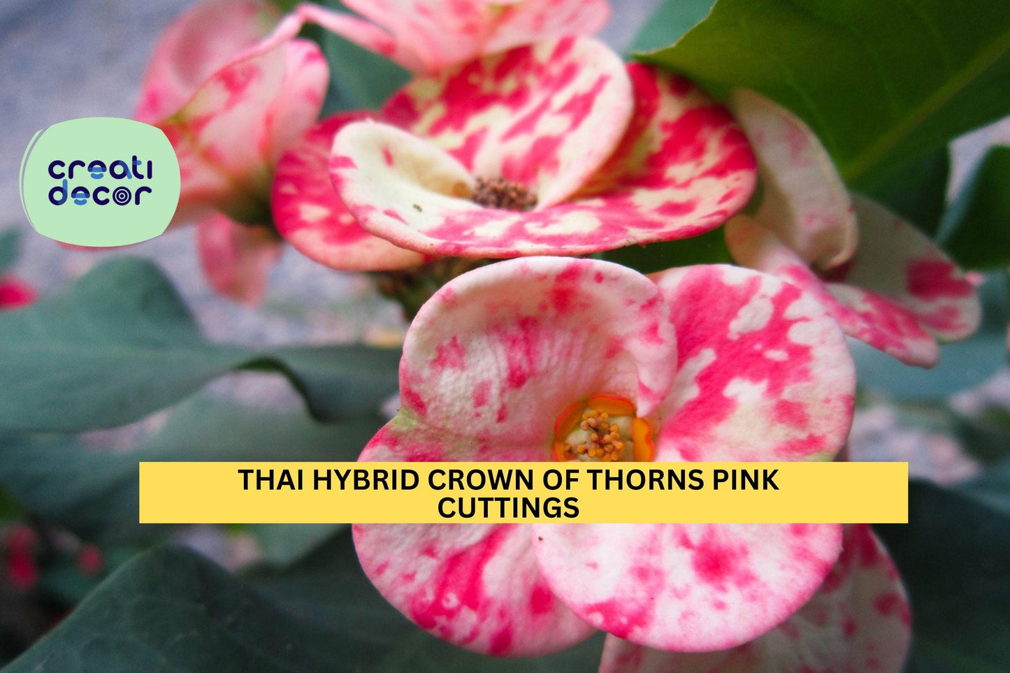 1 Thai Hybrid Crown of Thorns Cutting | Rooted Pink Mix Euphorbia Milii Starter | Colorful Flowering Succulent | Easy Care Plant