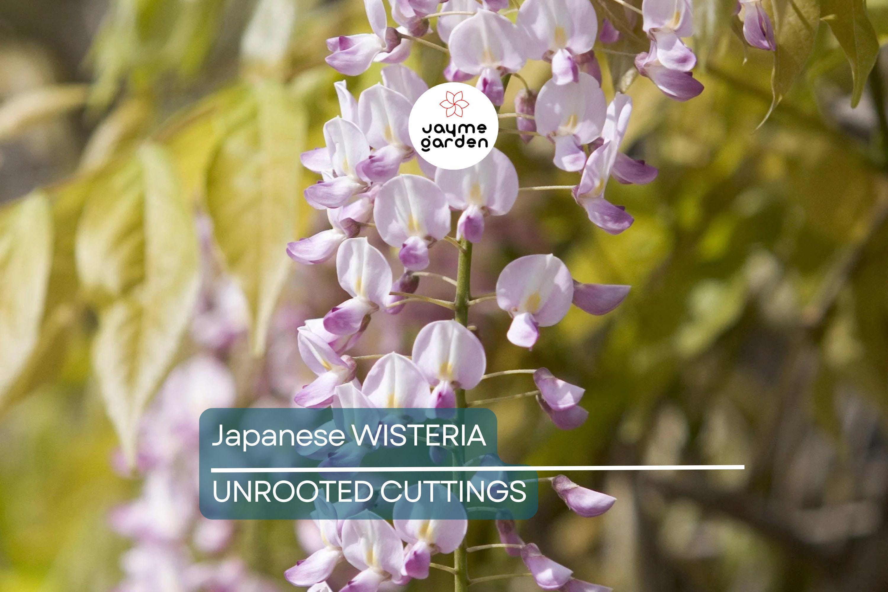Japanese Wisteria Cuttings - 10 Fresh Softwood Cuttings (5-8 in) - Fragrant Purple Flowers, Fast Blooming, Ready to Grow