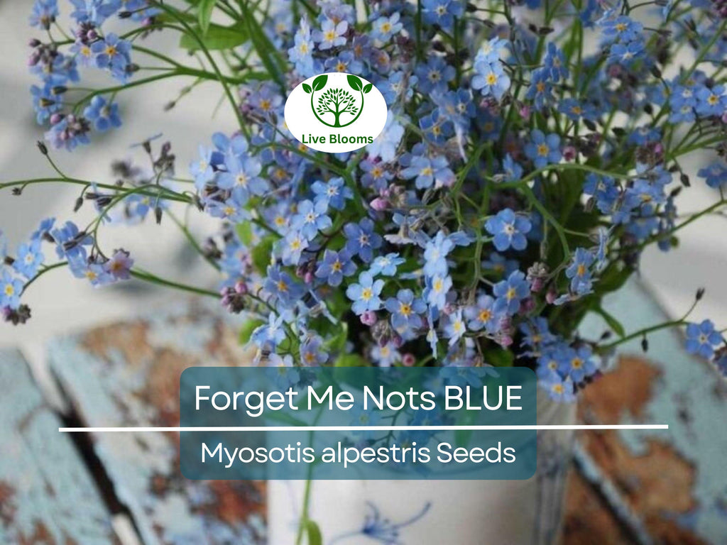 500 Seeds Forget Me Nots BLUE Perennial Flowers, Non-GMO Spring Blooms, Myosotis, Ideal for Cut Flowers & Gardens, Attracts Pollinators