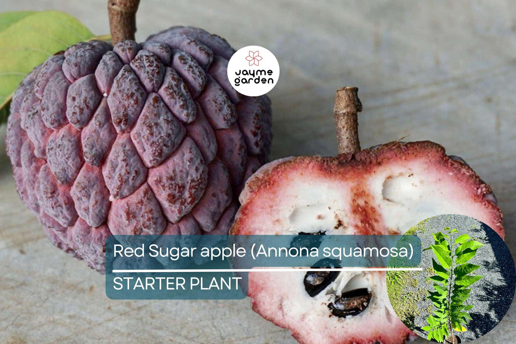 Red Sugar Apple Tree Live Fruit Tree 3-4 ft | Tropical Beauty | Flowering Soon | Sweet Exotic Fruit | Easy Care | USDA Zones 9-11