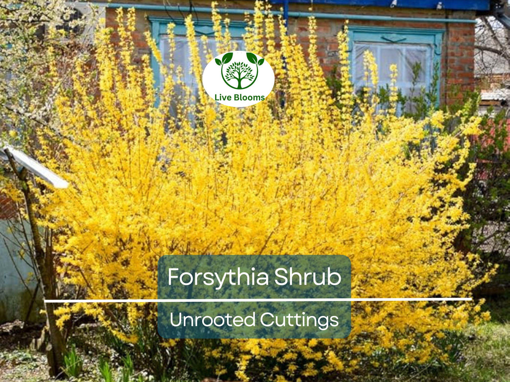 10 Forsythia Unrooted Cuttings (6-8") - Fast Growing Shrub for Rooting - Forsythia x intermedia, Yellow Blooms, Decorative Garden Plant