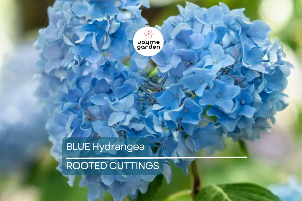 Blue Hydrangea Plants | 3-5” Fully Rooted Cuttings | Live Plant | Gorgeous Blooms | Color Change |