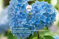 Blue Hydrangea Plants | 3-5” Fully Rooted Cuttings | Live Plant | Gorgeous Blooms | Color Change |