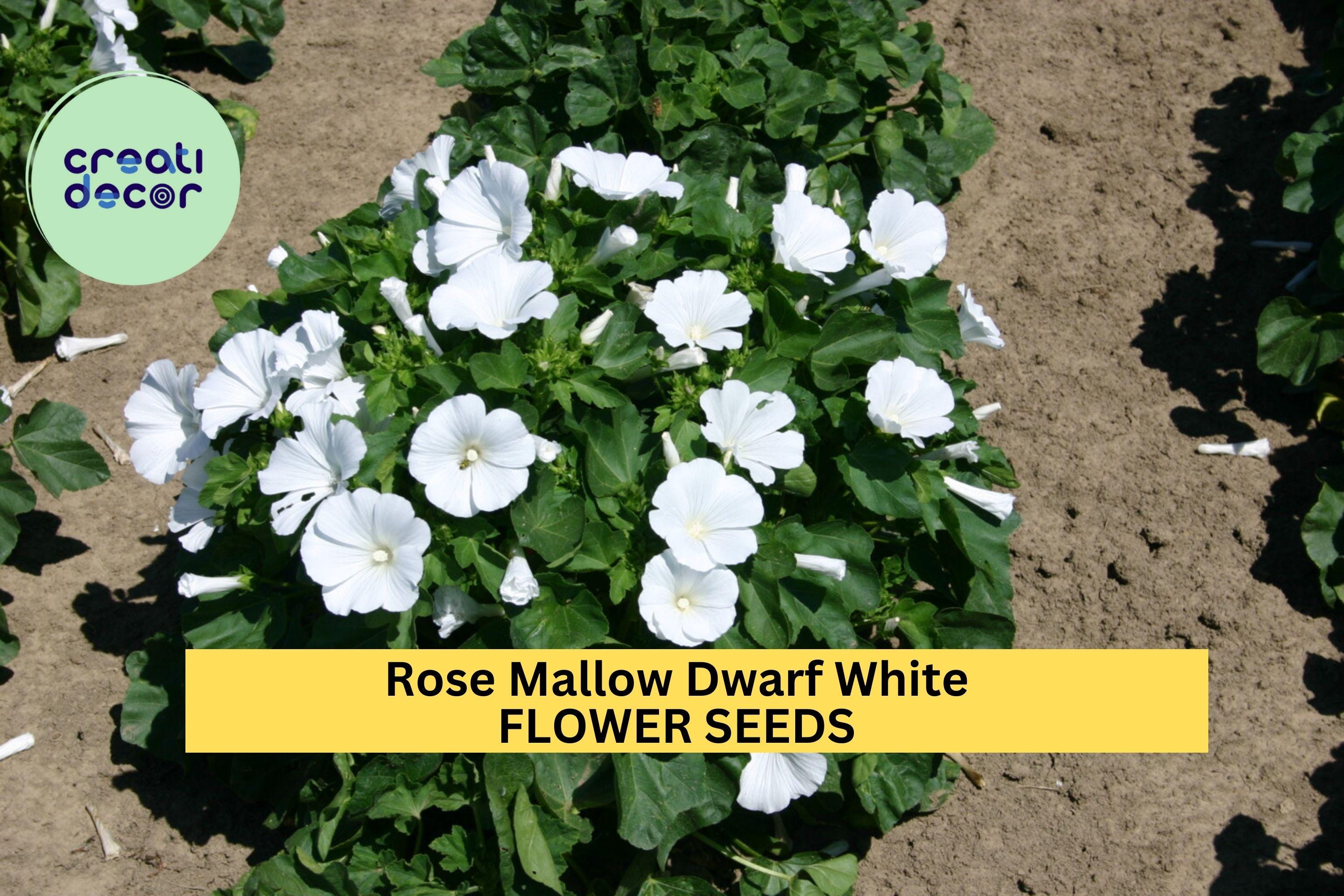 3pcs of 250mg Rose Mallow Dwarf White Seeds – Compact Hibiscus Blooms for Borders, Containers & Pollinator Gardens Seeds for Planting