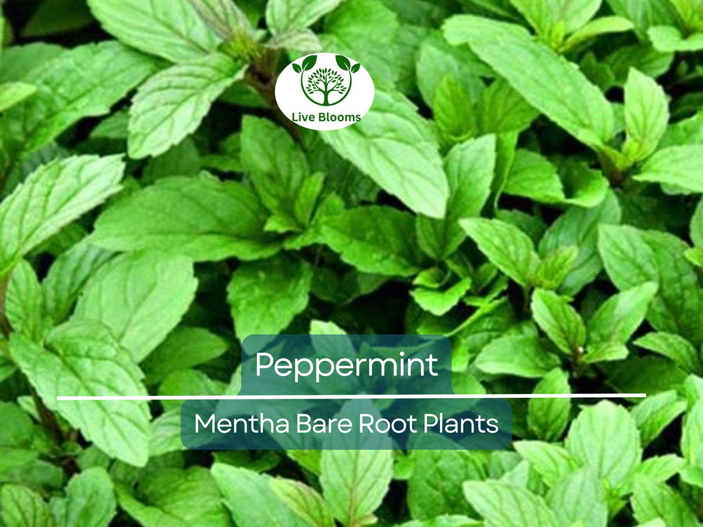 5 Peppermint Plants – Live Bare Root – Rau Thom Pudina Mint – Fast-Growing Culinary & Herb for Garden or Pots