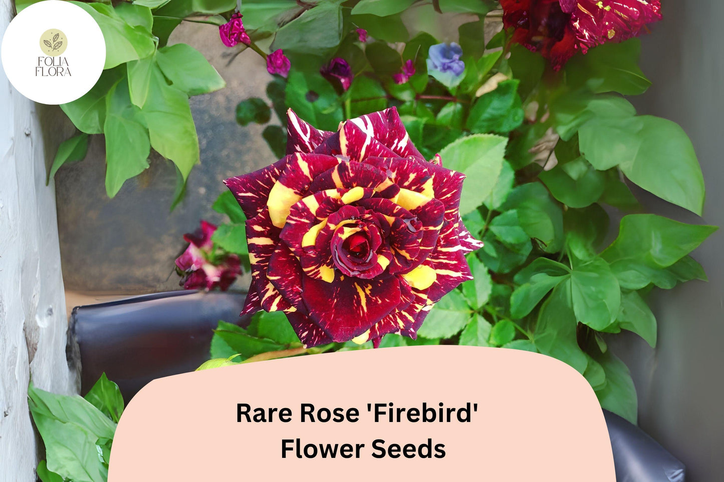 20pcs Rare Rose 'Firebird' Seeds | Multicolor Non-GMO Roses for Garden | Striking Bicolor Blooms | Unique Heirloom Rose Variety
