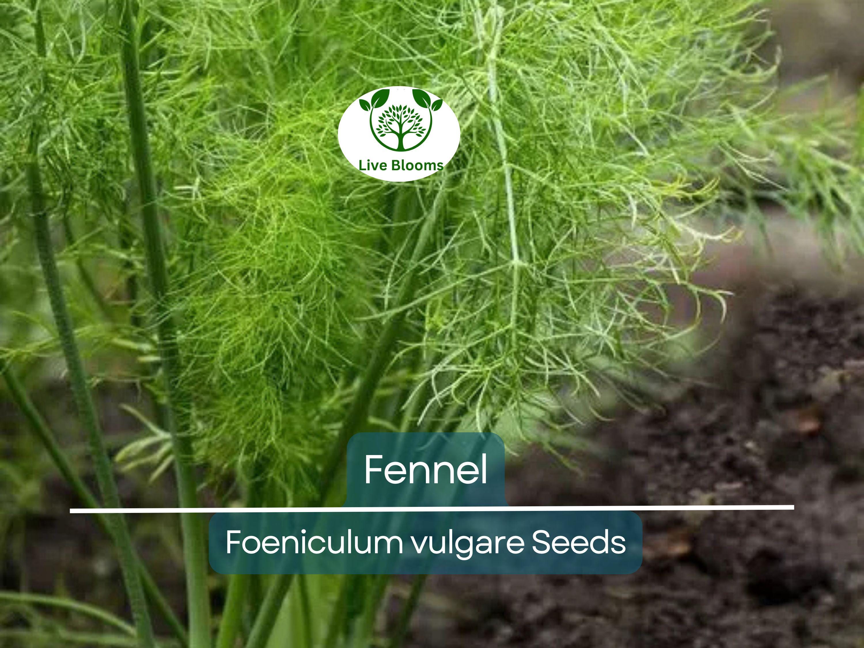 200 Fennel Seeds Herb, Perennial, Swallowtail Butterfly Host Plant, Non-GMO, Aromatic, Healthy, Easy to Grow, Perfect for Gardens