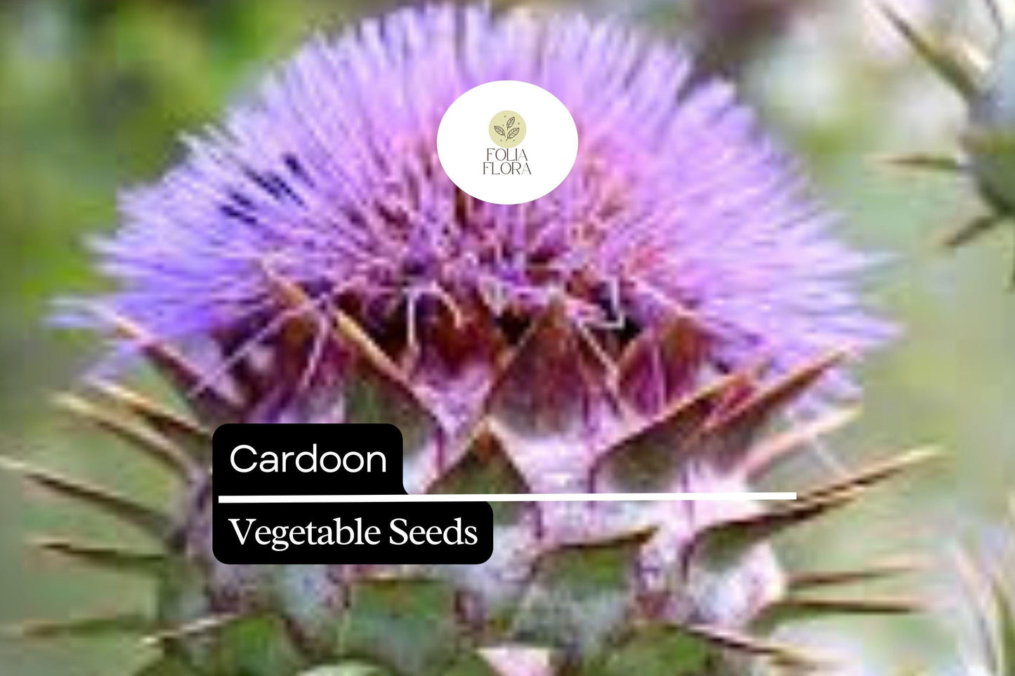 30 Seeds Cardoon, Cynara Cardunculus, Ornamental Edible Perennial with Artichoke Flavor