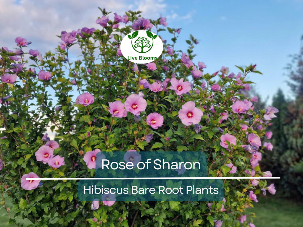 6 Rose of Sharon Plants – Bare Root Hibiscus Syriacus Seedlings – Hardy Flowering Shrubs – Summer Blooms, Pollinator Friendly