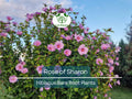 6 Rose of Sharon Plants – Bare Root Hibiscus Syriacus Seedlings – Hardy Flowering Shrubs – Summer Blooms, Pollinator Friendly