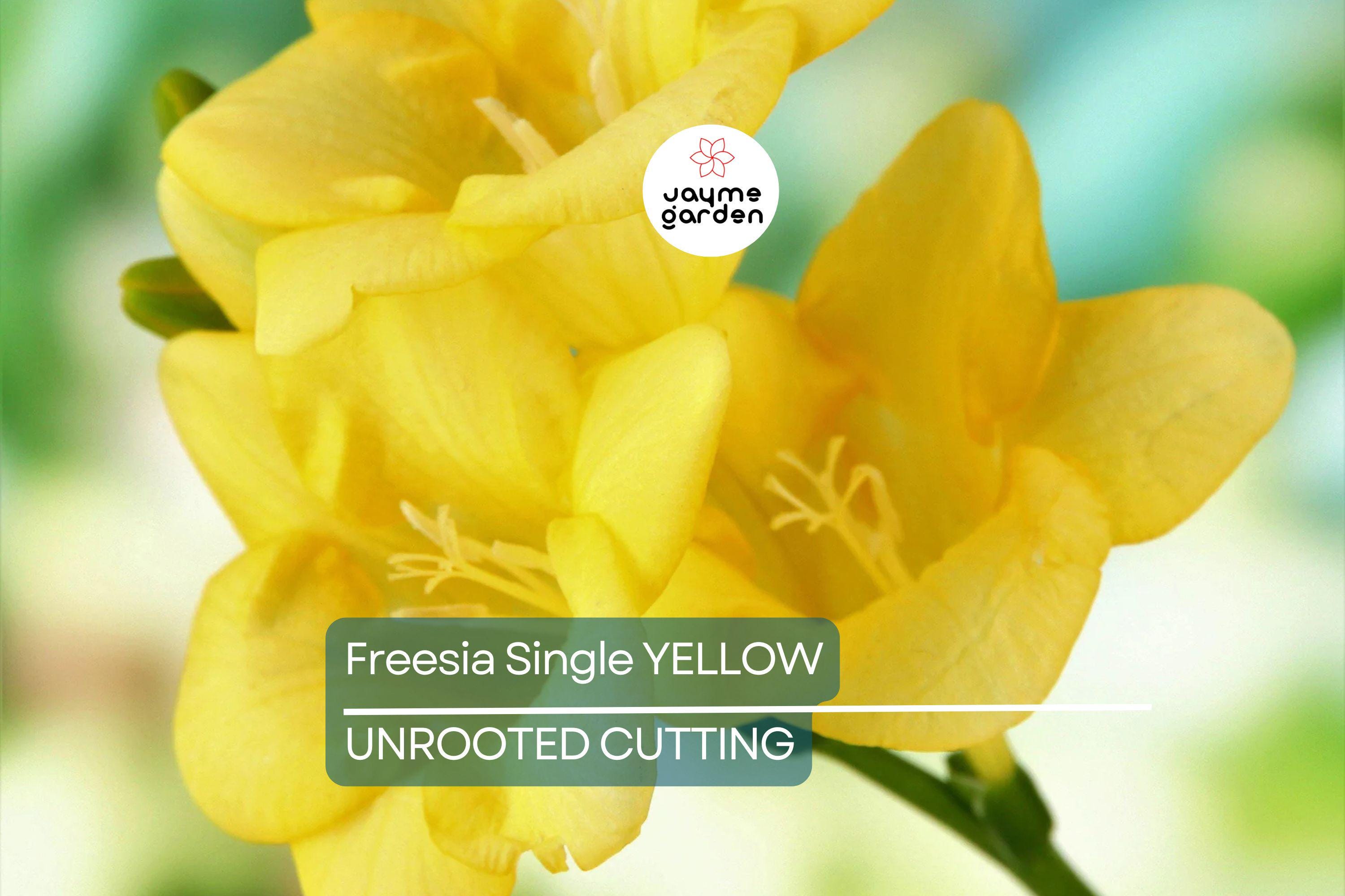 Single Yellow Freesia Bulbs - Fragrant 12-16" Tall Flowers, Deer Resistant, USDA Zones 9-10, Perfect for Gardens & Bouquets