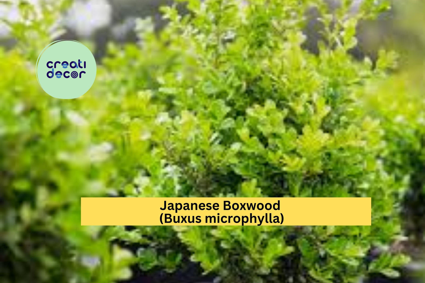 Japanese Boxwood Live Plants | Set of 6 Buxus microphylla Starter Shrubs | Evergreen Landscape Plants for Hedges and Borders