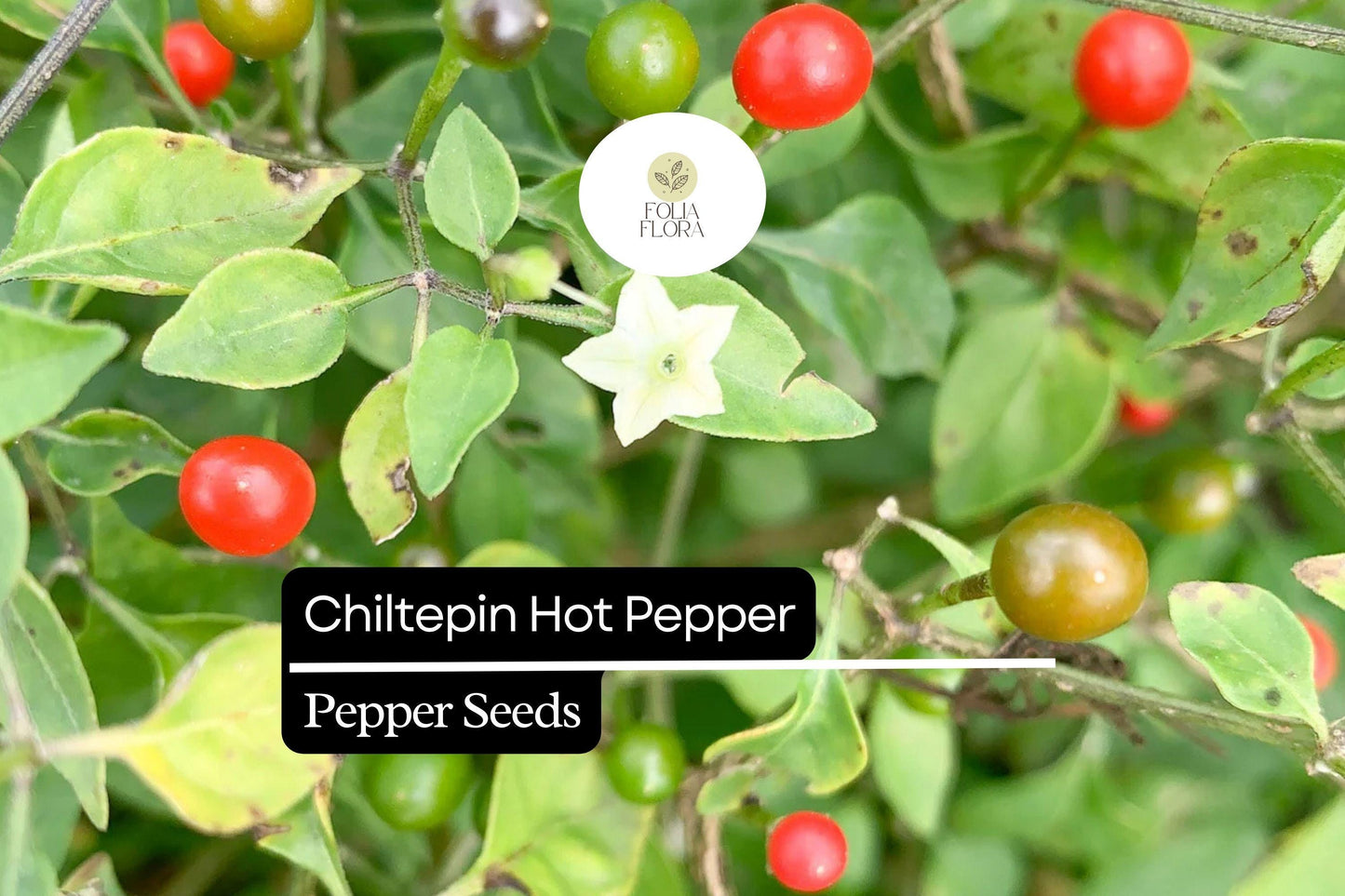 25 Seeds Chiltepin Pepper (Capsicum annuum var. glabriusculum) – Wild Hot Pepper with Bold Heat and Unique Flavor
