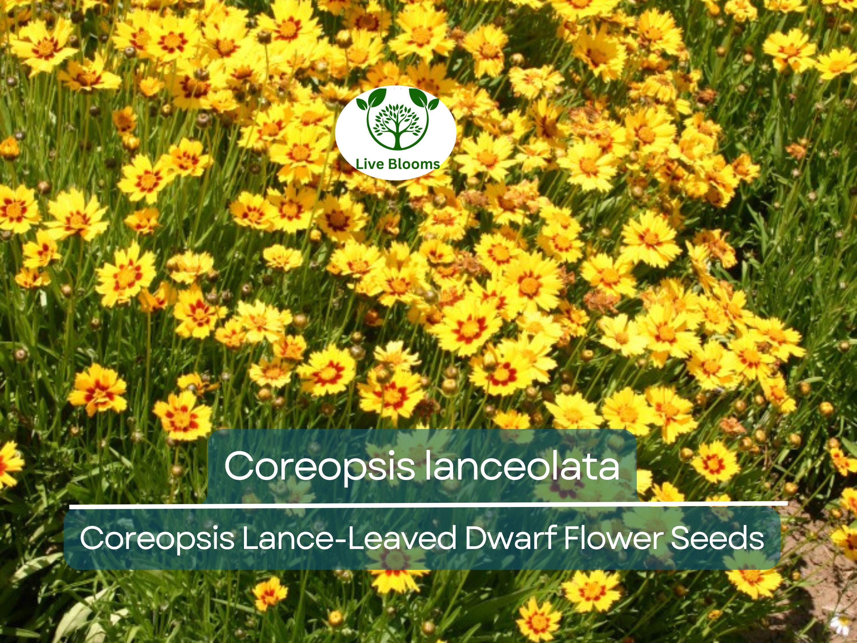 50 Seeds Coreopsis Lance-Leaved Dwarf (Coreopsis lanceolata) - Yellow Wildflower for Planting, Pollinator-Friendly, Garden Blooms