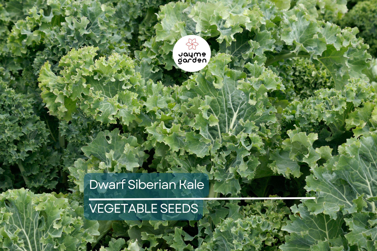 2,000 Dwarf Siberian Kale Seeds – Non-GMO Heirloom, Cool Weather, Great for Containers | Free Shipping