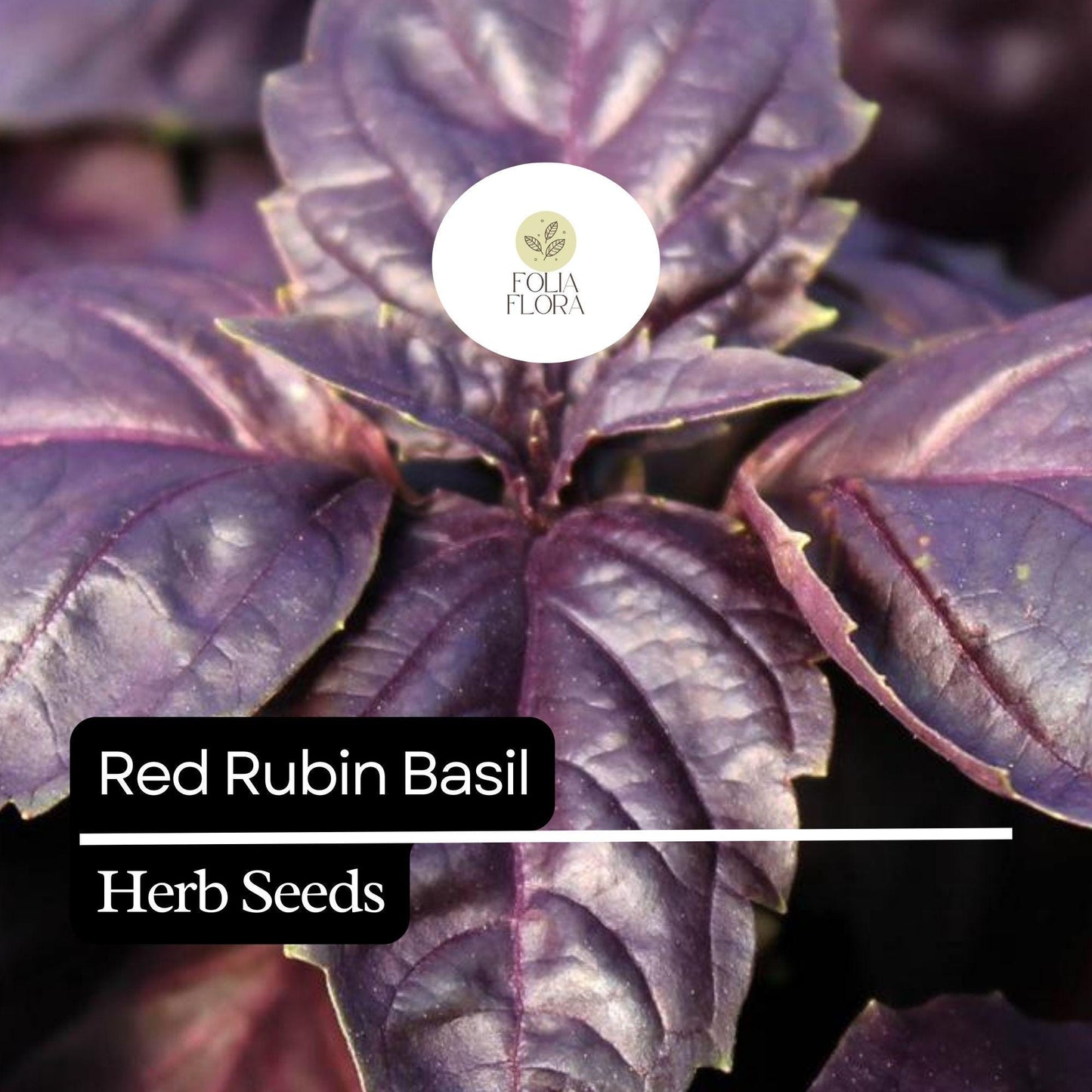 200 Red Rubin Basil Seeds – Heirloom, Deep Purple Leaves, Aromatic & Flavorful, Non-GMO, Easy to Grow