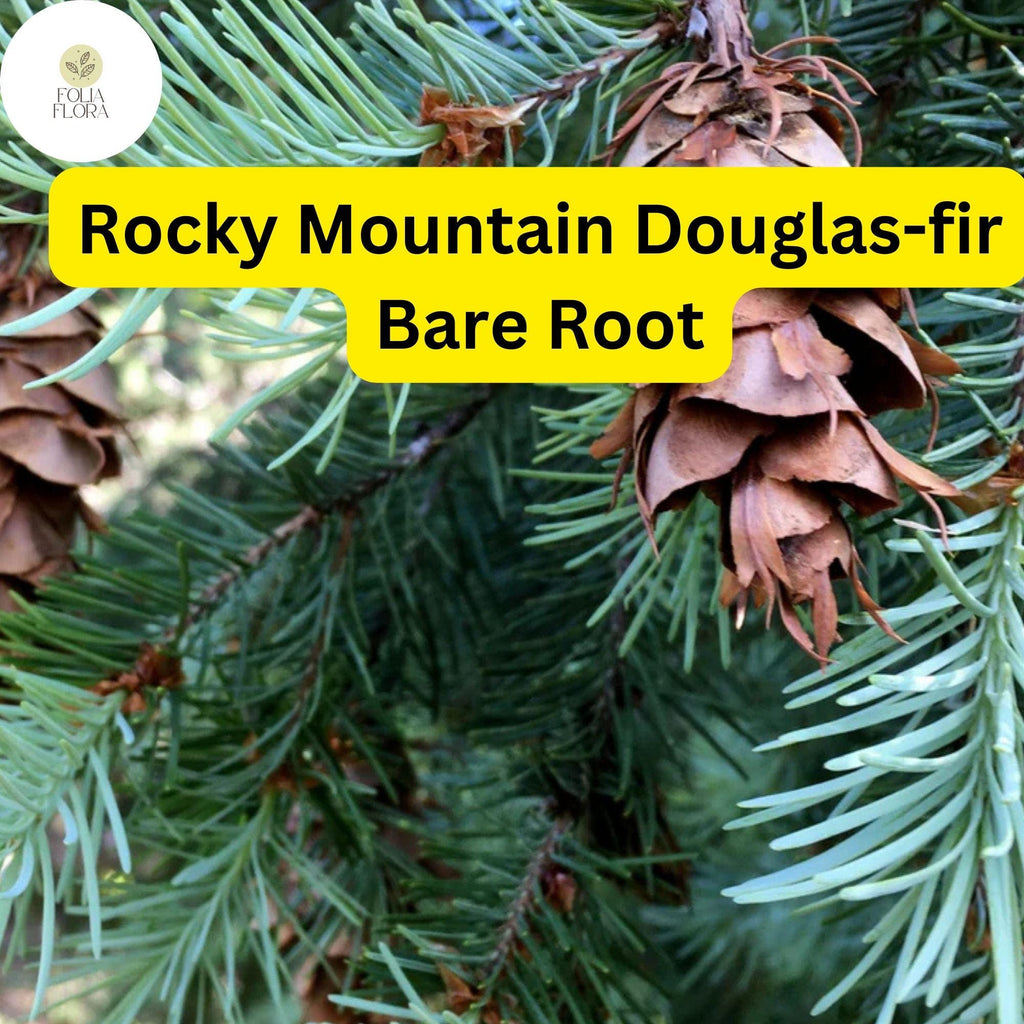 1 Bare Root Live Plant Rocky Mountain Douglas-fir Tree, Pseudotsuga menziesii, Hardy Evergreen for Landscaping
