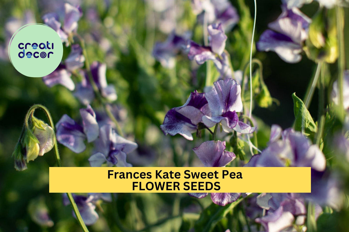 50+ Frances Kate Sweet Pea Seeds – Rich Purple Fragrant Blooms for Garden Planting, Climbing Vines for Trellises & Bouquets – USA