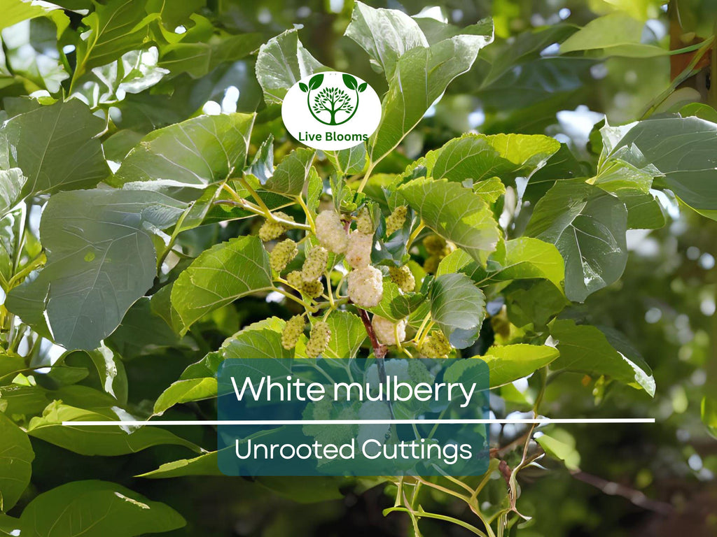 10pcs White Mulberry (Morus alba) Unrooted Cuttings 6-8", Edible Fruit Tree Cuttings, Grow Your Own Mulberry, Perfect for Gardens & Orchards