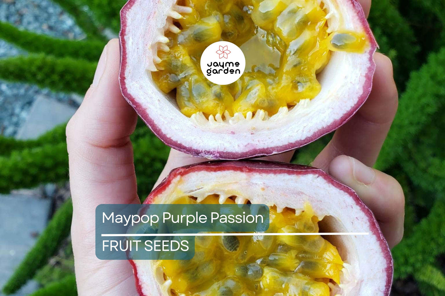 10 Maypop Purple Passion Seeds (Passiflora Incarnata) Edible Fruit, Cold Hardy