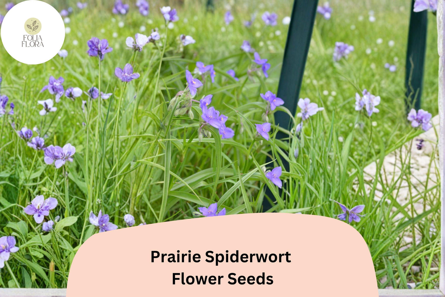 150 Tradescantia bracteata Seeds | Prairie Spiderwort | Native Purple Wildflower for Garden & Pollinators