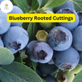 1 Blueberry Plant, Rooted Cutting, Live Bare Root Starter, Easy to Grow Fruit Bush