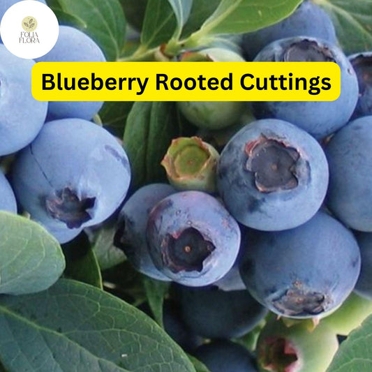 1 Blueberry Plant, Rooted Cutting, Live Bare Root Starter, Easy to Grow Fruit Bush