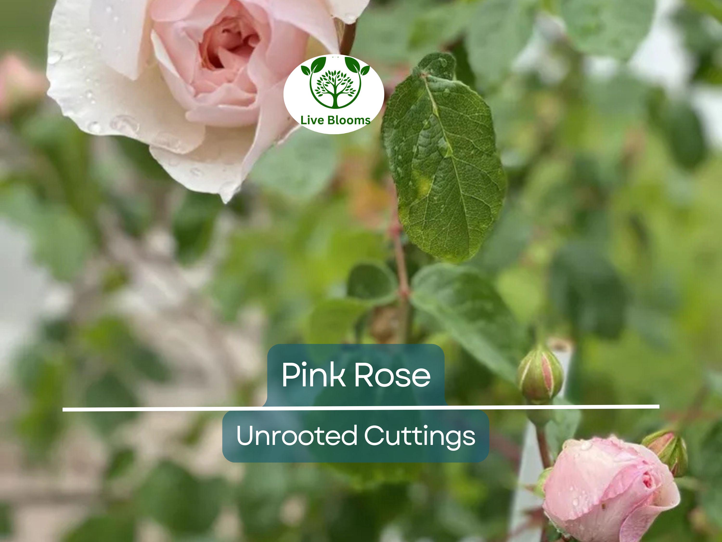 1 Pink Garden Rose Unrooted Cutting | Climbing Rose (Rosa spp.) | 5-8 Inches Long | Perfect for Propagation & Garden Planting