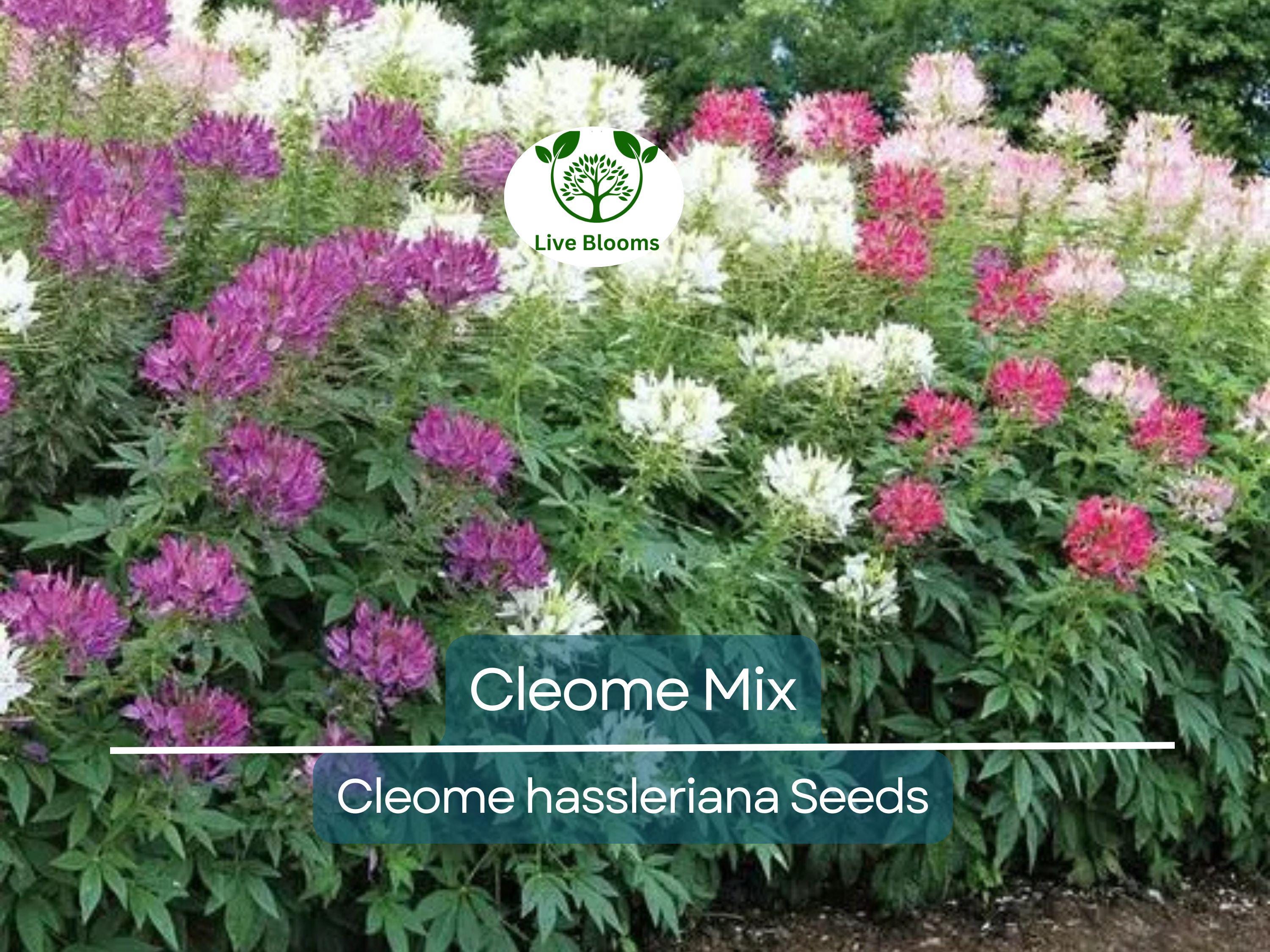 200 Cleome Spider Flower Seeds – Mixed Colors | Cleome hassleriana | Fall Planting | Pollinator Friendly | Non-GMO Wildflower
