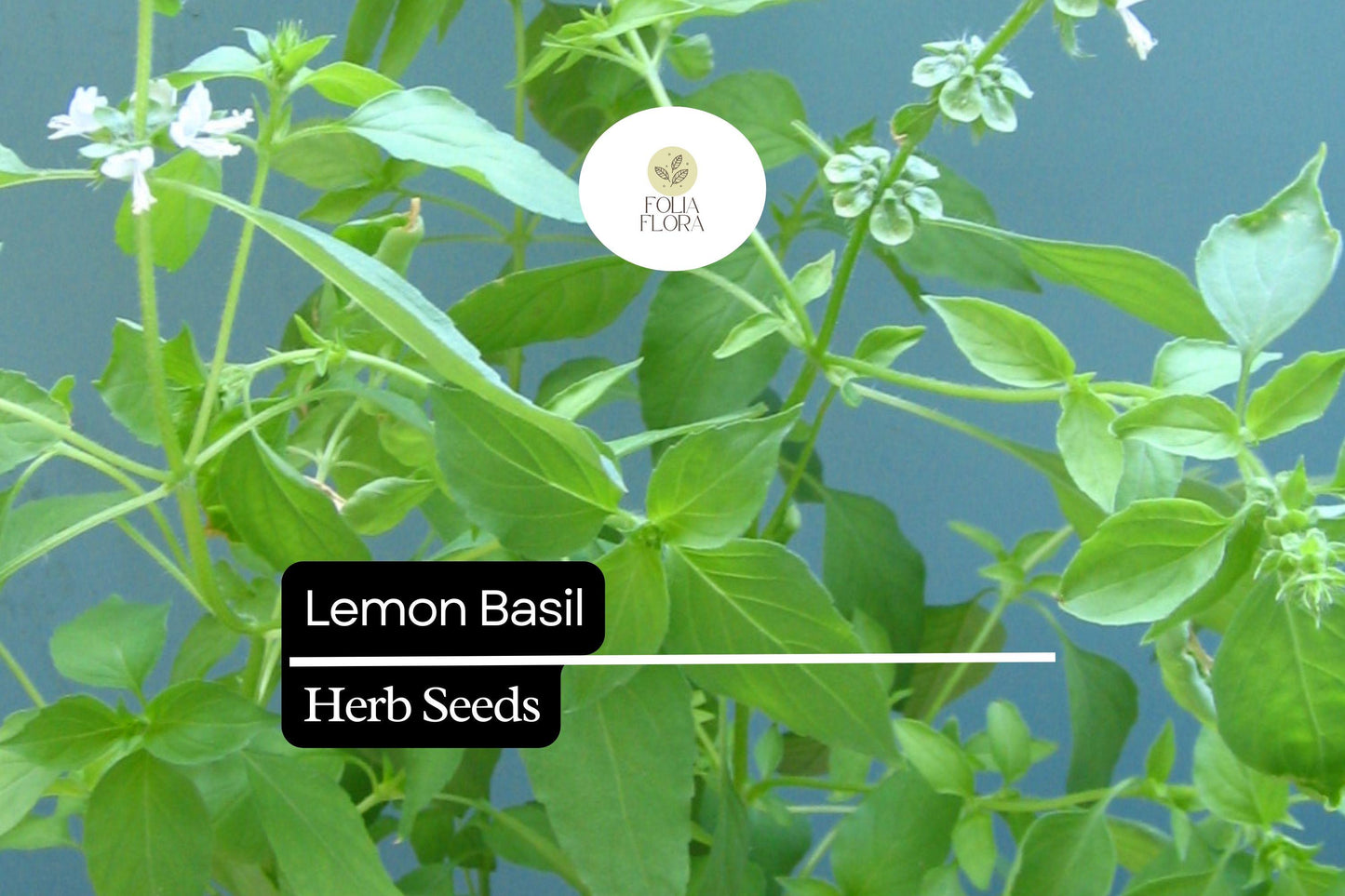 1000 Seeds Lemon Basil (Ocimum basilicum var. citriodora) – Fragrant Herb for Culinary and Garden Use