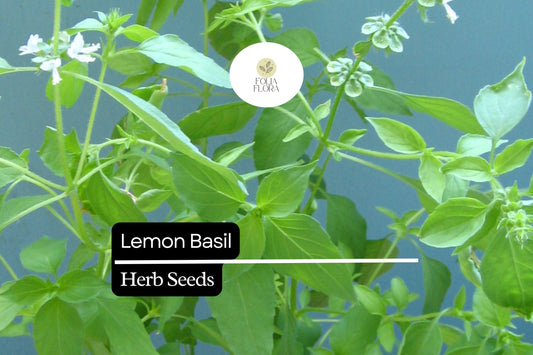 1000 Seeds Lemon Basil (Ocimum basilicum var. citriodora) – Fragrant Herb for Culinary and Garden Use