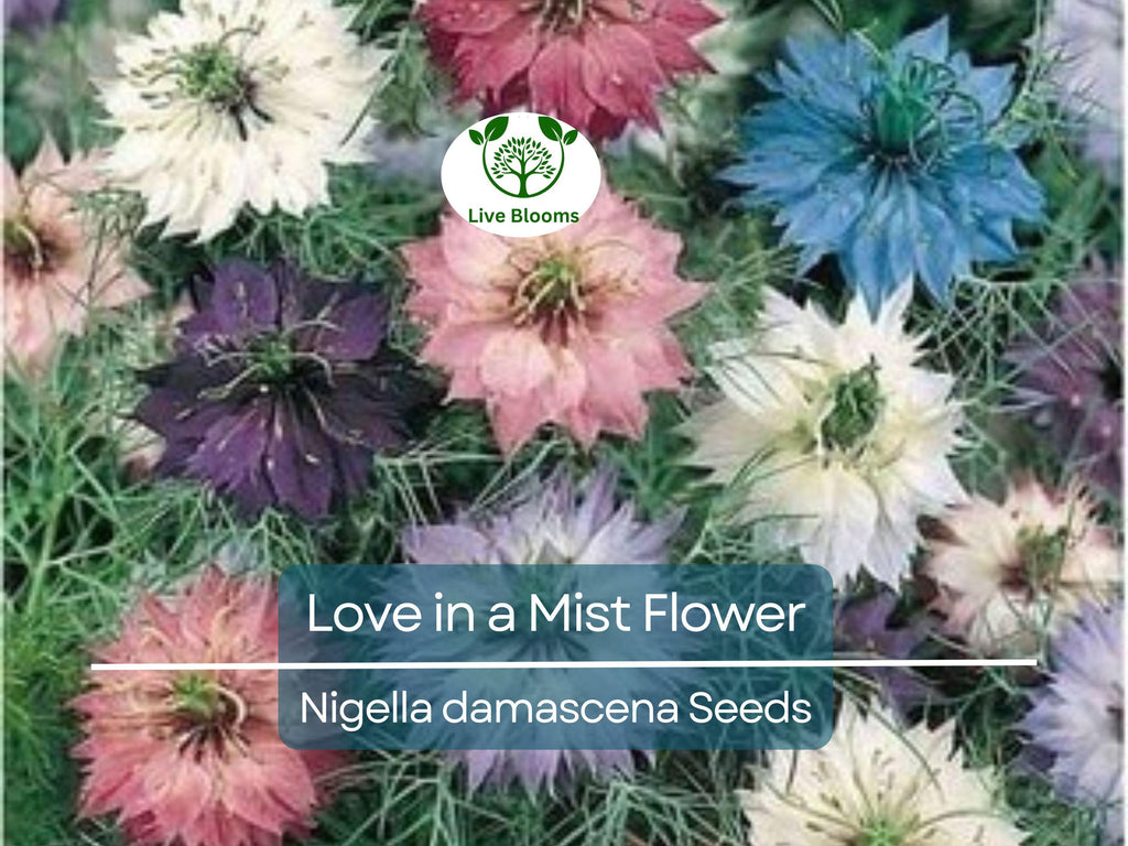 500 Love in a Mist Flower Seeds (Nigella damascena) | Persian Jewels Mix, Annual, Vibrant Colors, Easy to Grow, Garden Flowers