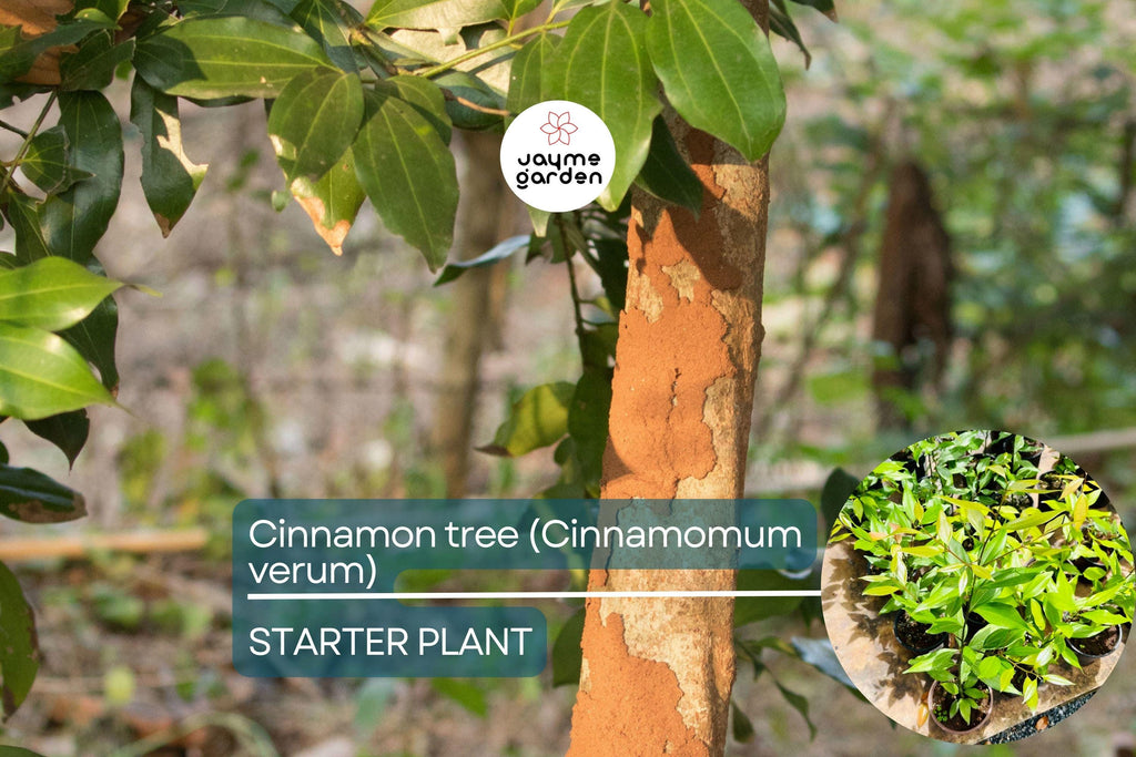 1 Cinnamon Tree - Live Cinnamomum verum Plant 12”-24” Tall | Aromatic & Culinary | Grow Your Own Spice | Tropical Starter Plant