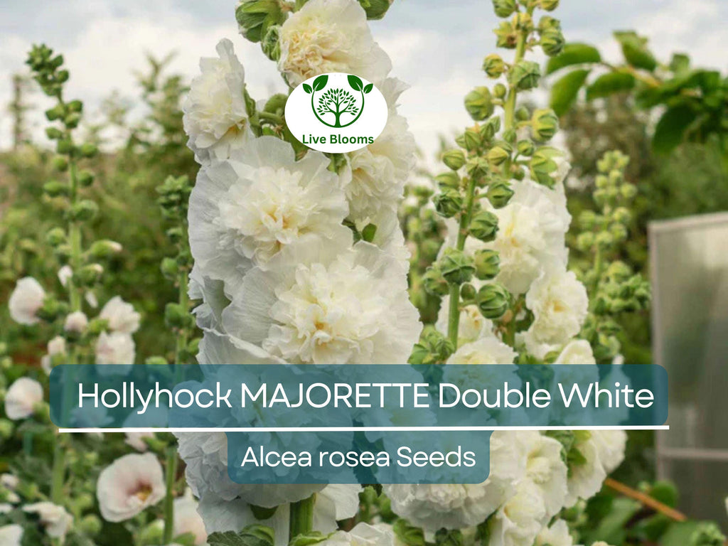 50 Seeds Hollyhock MAJORETTE Double White, Alcea rosea, Dwarf Biennial Non-GMO, Memory Garden Flowers, Elegant White Blooms for Garden