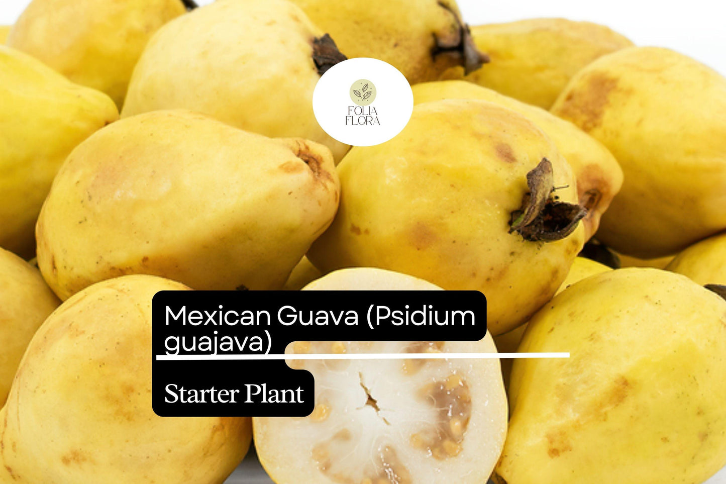 1 Starter Plant Mexican Guava (Psidium guajava) Fruit Tree 1’-2’ Live Tropical Tree