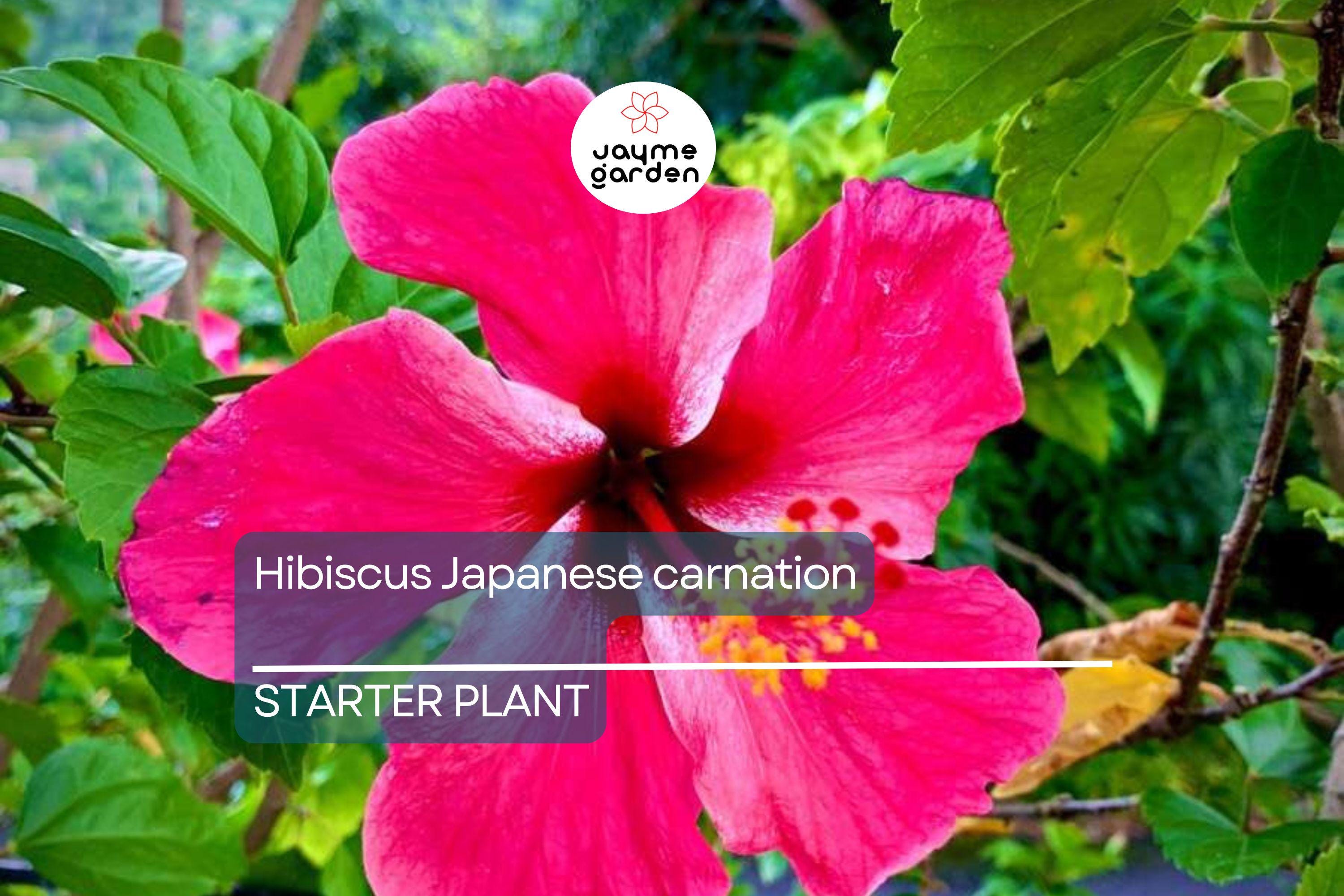 Japanese Carnation Starter Plant - Compact, Fragrant Blooms, Easy-Care Hibiscus, Perfect for Borders & Containers