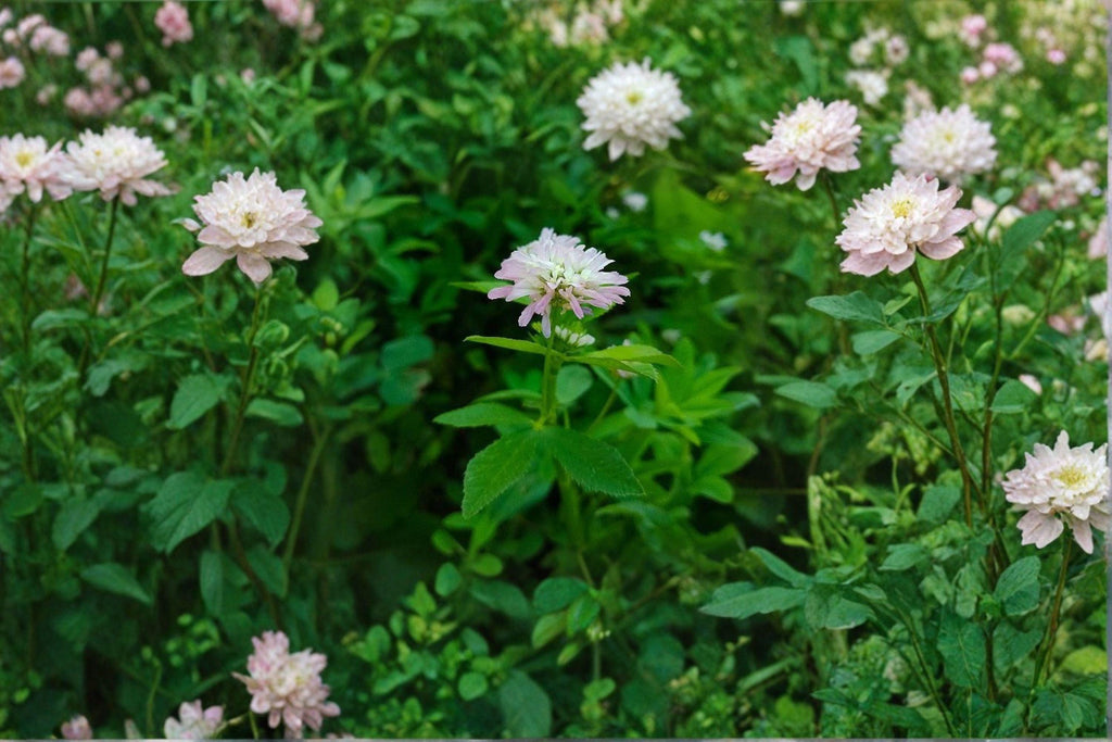Berseem Clover – Trifolium alexandrinum 100 Seeds | Nitrogen-Fixing Cover Crop | Open-Pollinated