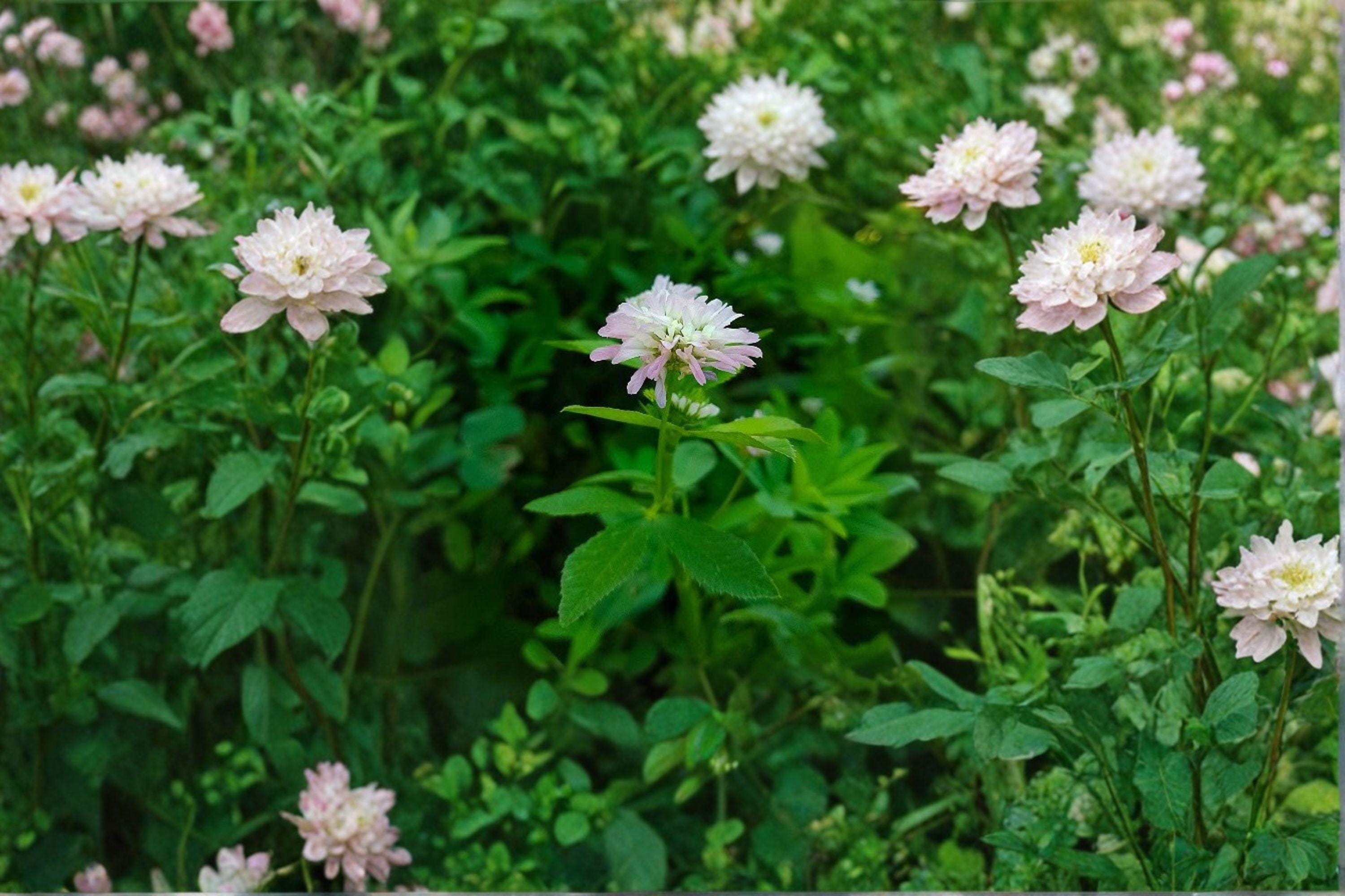 Berseem Clover – Trifolium alexandrinum 100 Seeds | Nitrogen-Fixing Cover Crop | Open-Pollinated