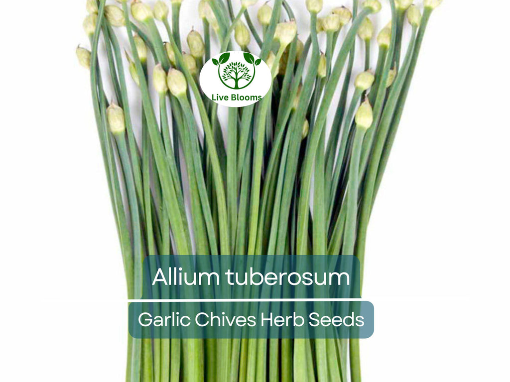 100 Garlic Chives Seeds for Planting - Allium tuberosum - Fresh, Aromatic Herb for Cooking, Garden, & Asian Dishes, Easy to Grow