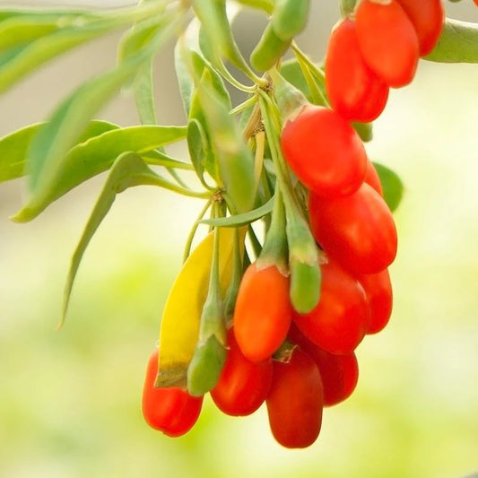 Goji Berry Live Plants – 3 Bare Root Plants – 4–8" Roots – Ready to Plant