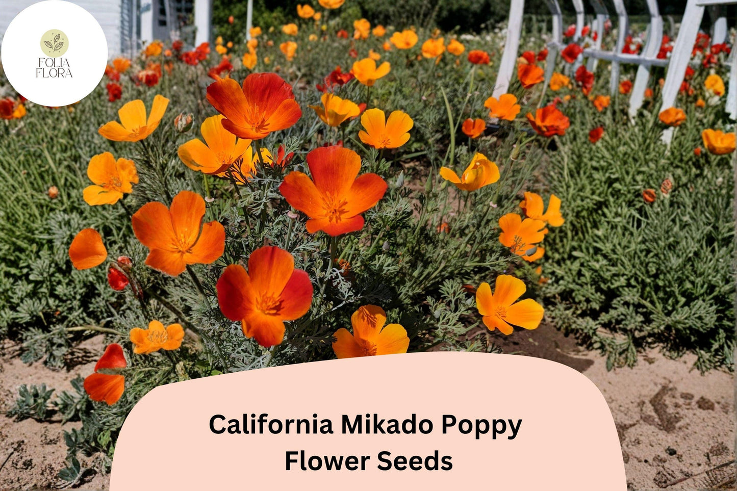 200+ California Mikado Poppy Seeds for Garden Planting - Vibrant, Easy-to-Grow Wildflowers