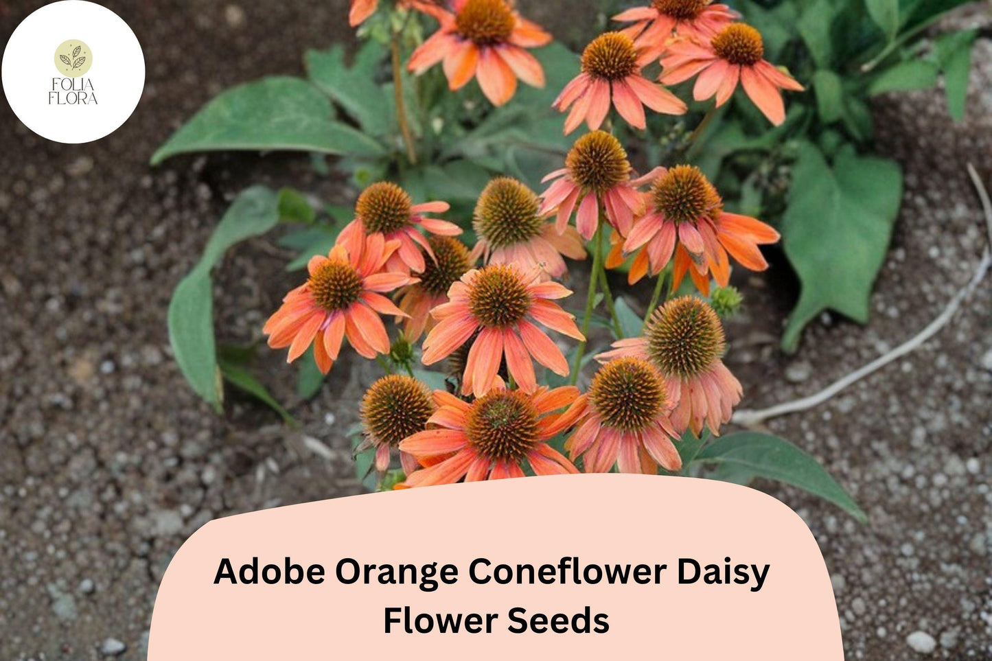 200+ Adobe Orange Coneflower Daisy Seeds | Rudbeckia hirta | Bright Orange Garden Flowers for Pollinators & Borders