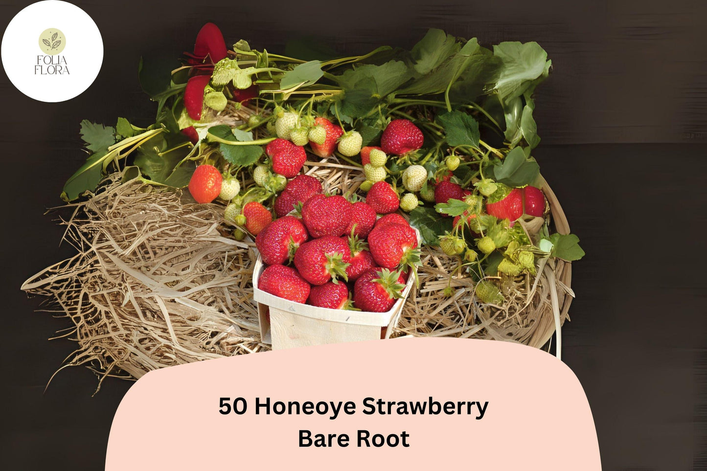 50 Honeoye Strawberry Plants | Live Bare Root | June Bearing Fragaria × ananassa Fruit