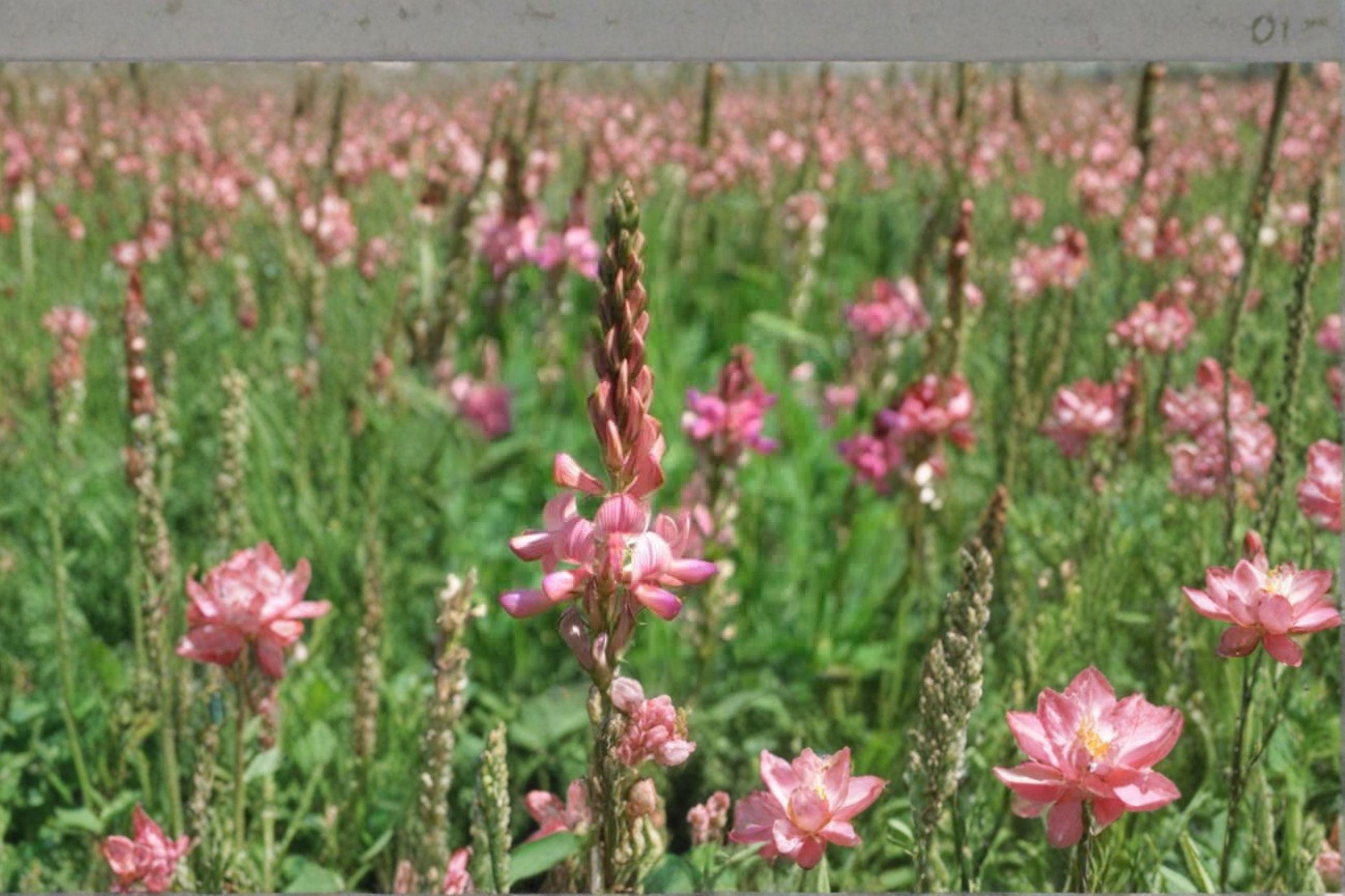 Sainfoin ‘Shoshone’ – Onobrychis viciifolia 100 Seeds | Nitrogen-Fixing Forage | Open-Pollinated