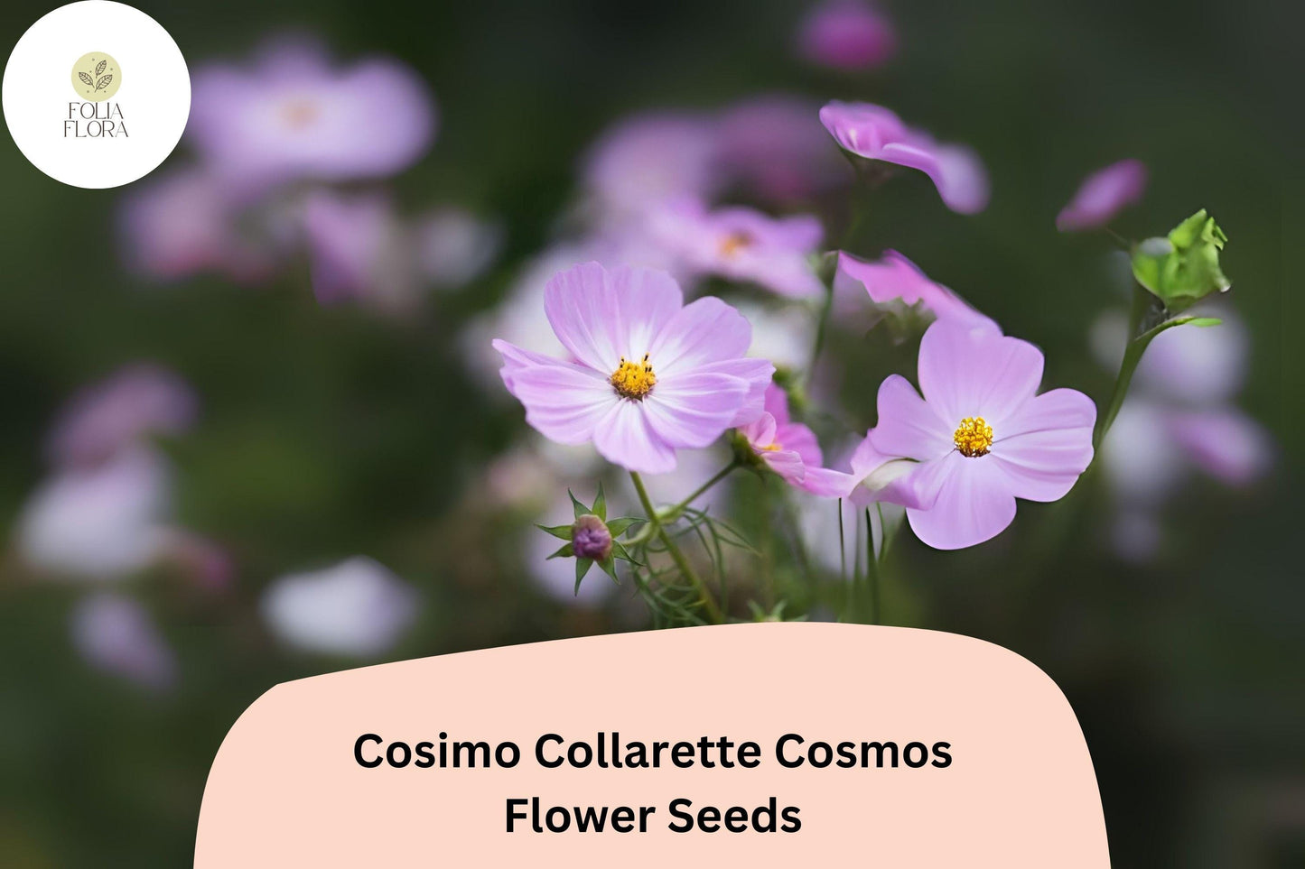 200+ Cosimo Collarette Cosmos Seeds | Cosmos Bipinnatus Unique Collarette Blooms Annual Flowers