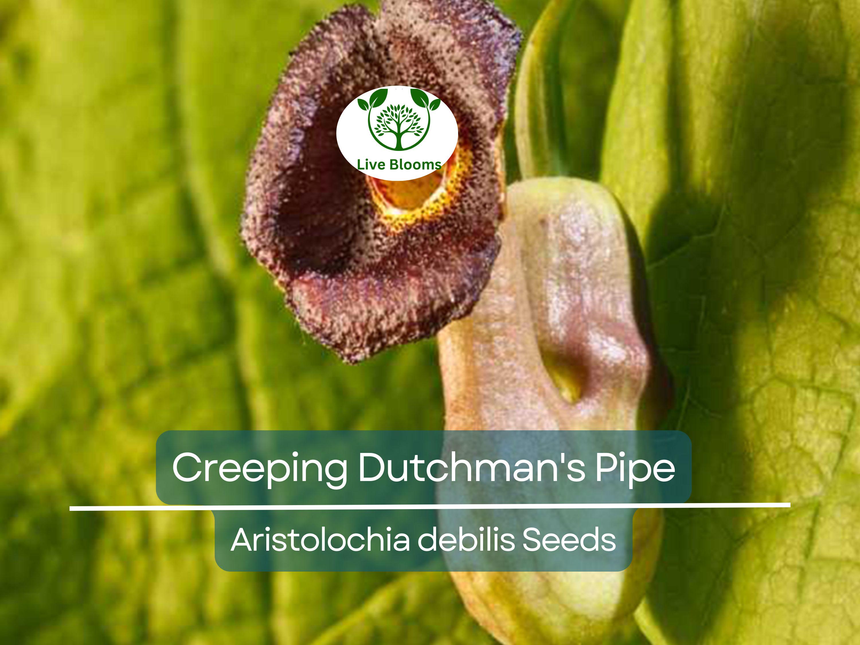 20 Creeping Dutchman's Pipe Vine Seeds (Aristolochia debilis) Fast Growing Perennial, Butterfly & Hummingbird Friendly
