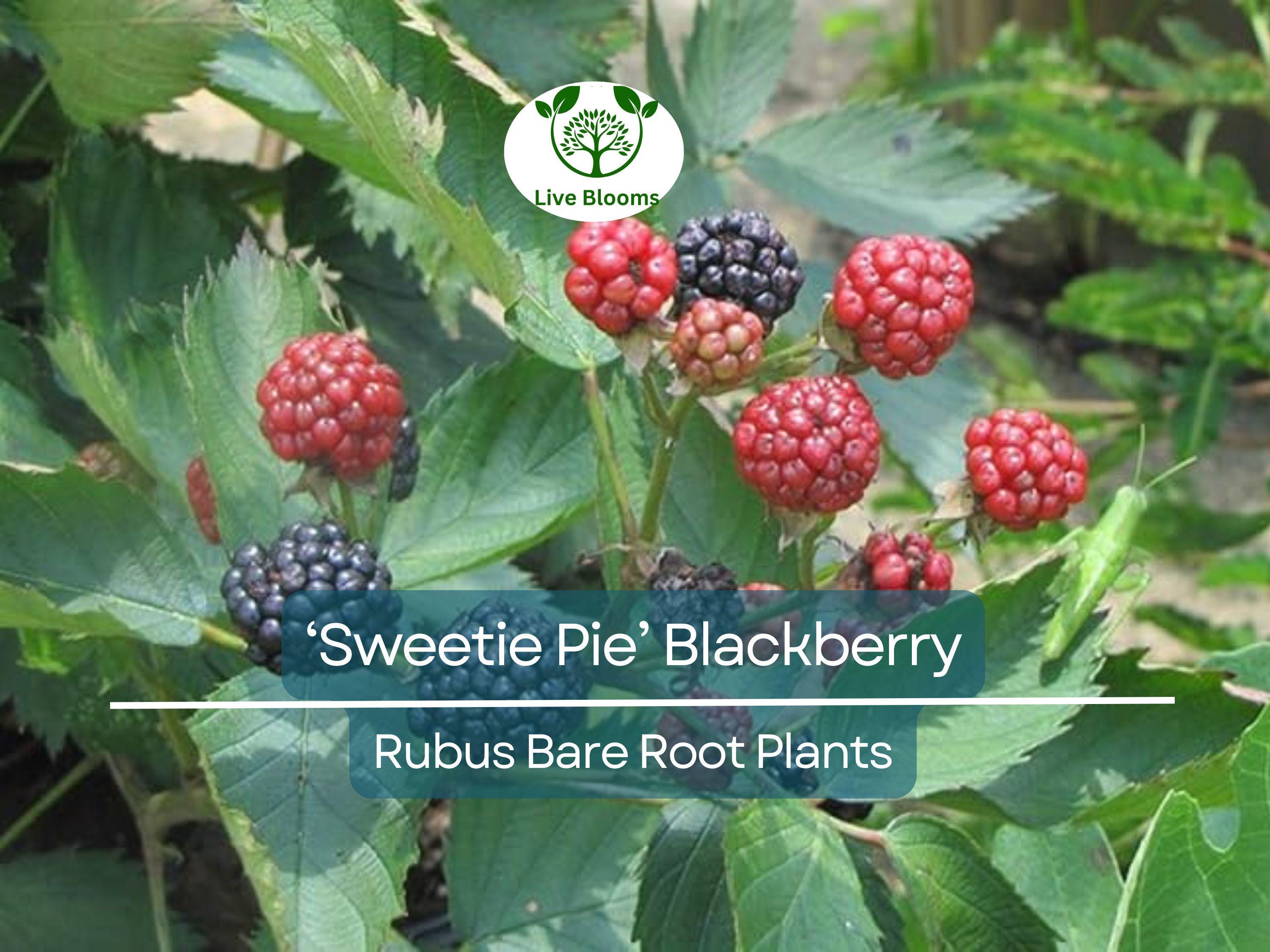 3 ‘Sweetie Pie’ Blackberry Plants – Live Bare Root Non-GMO Rubus Starters – Thornless, Heat-Tolerant, Sweet Fruit Bush