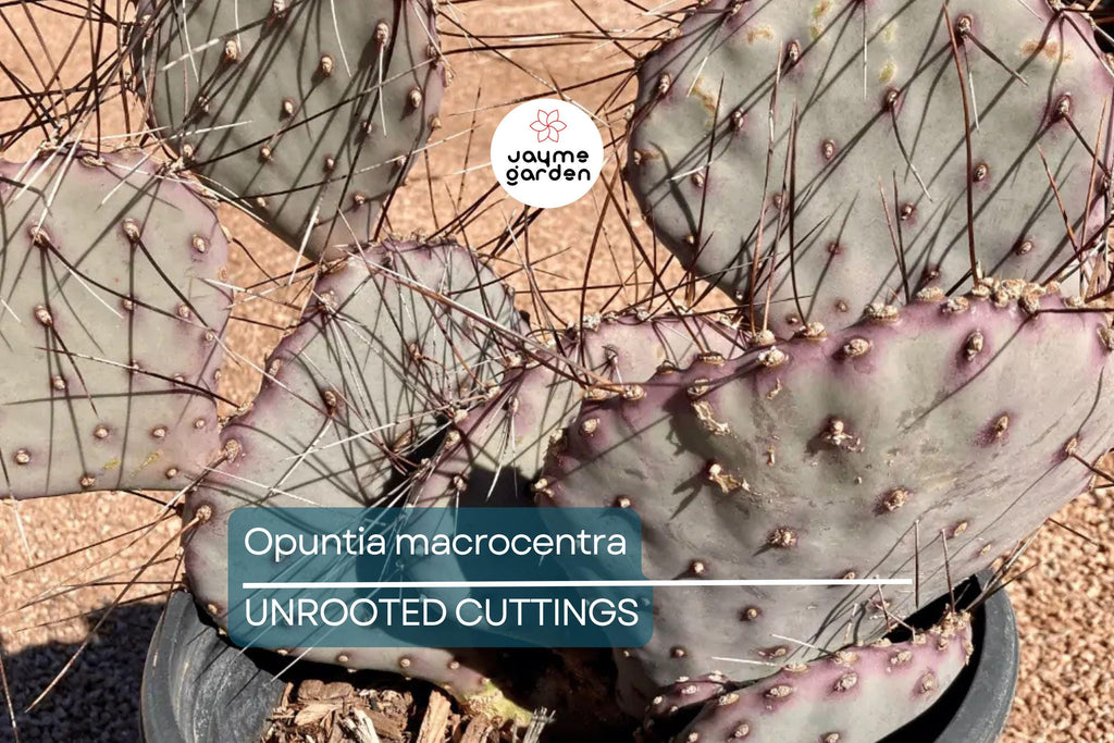Opuntia Macrocentra Prickly Pear Cutting (5"+) | Purple Cactus with Black Spines | Cold Hardy | Unrooted Starter