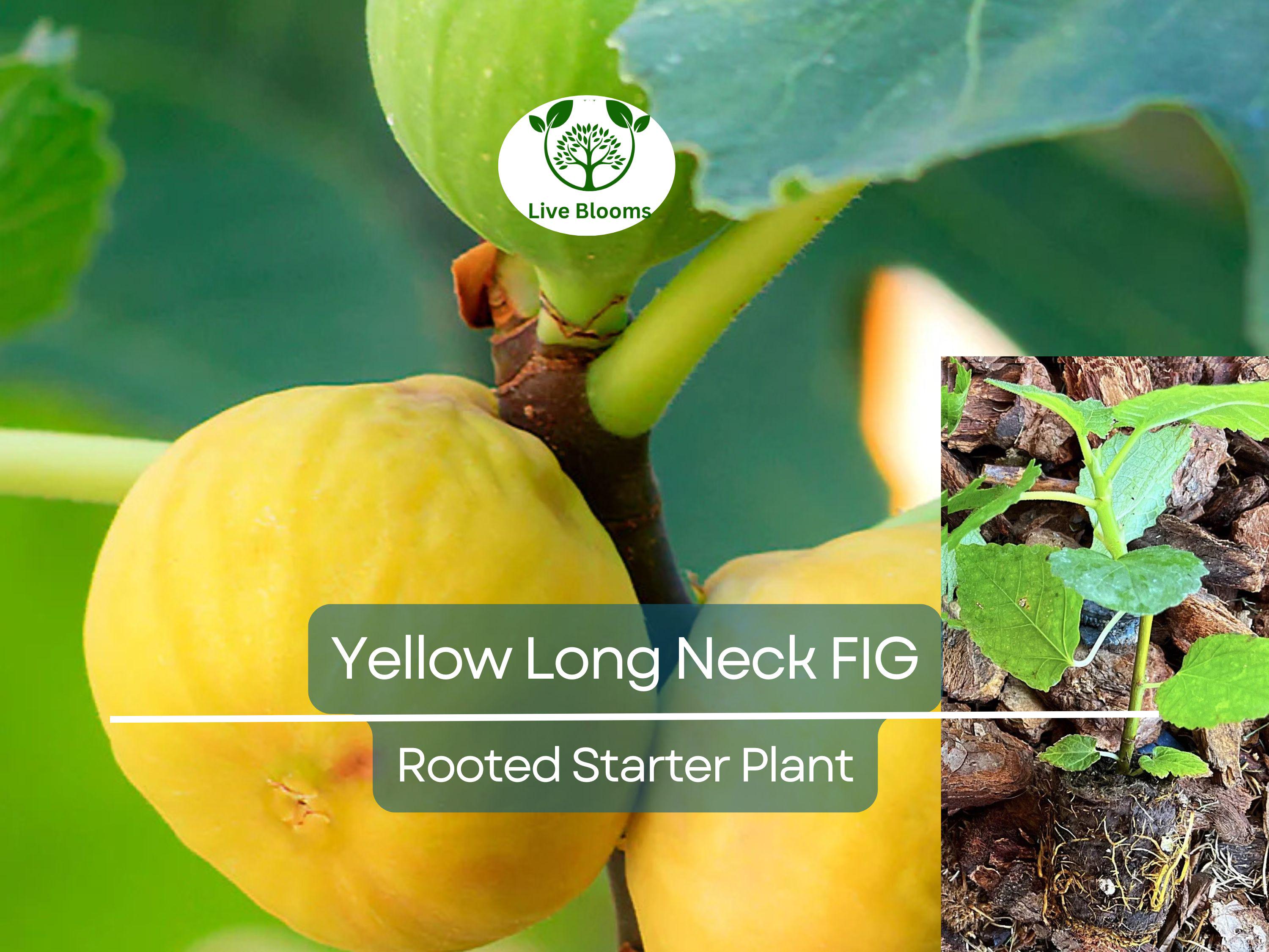 1 Rooted Yellow Long Neck Fig Plant (Ficus auriculata), Rare Fruit Tree, Starter Plant, Easy to Grow, Tropical Fig, for Home Garden & Patios